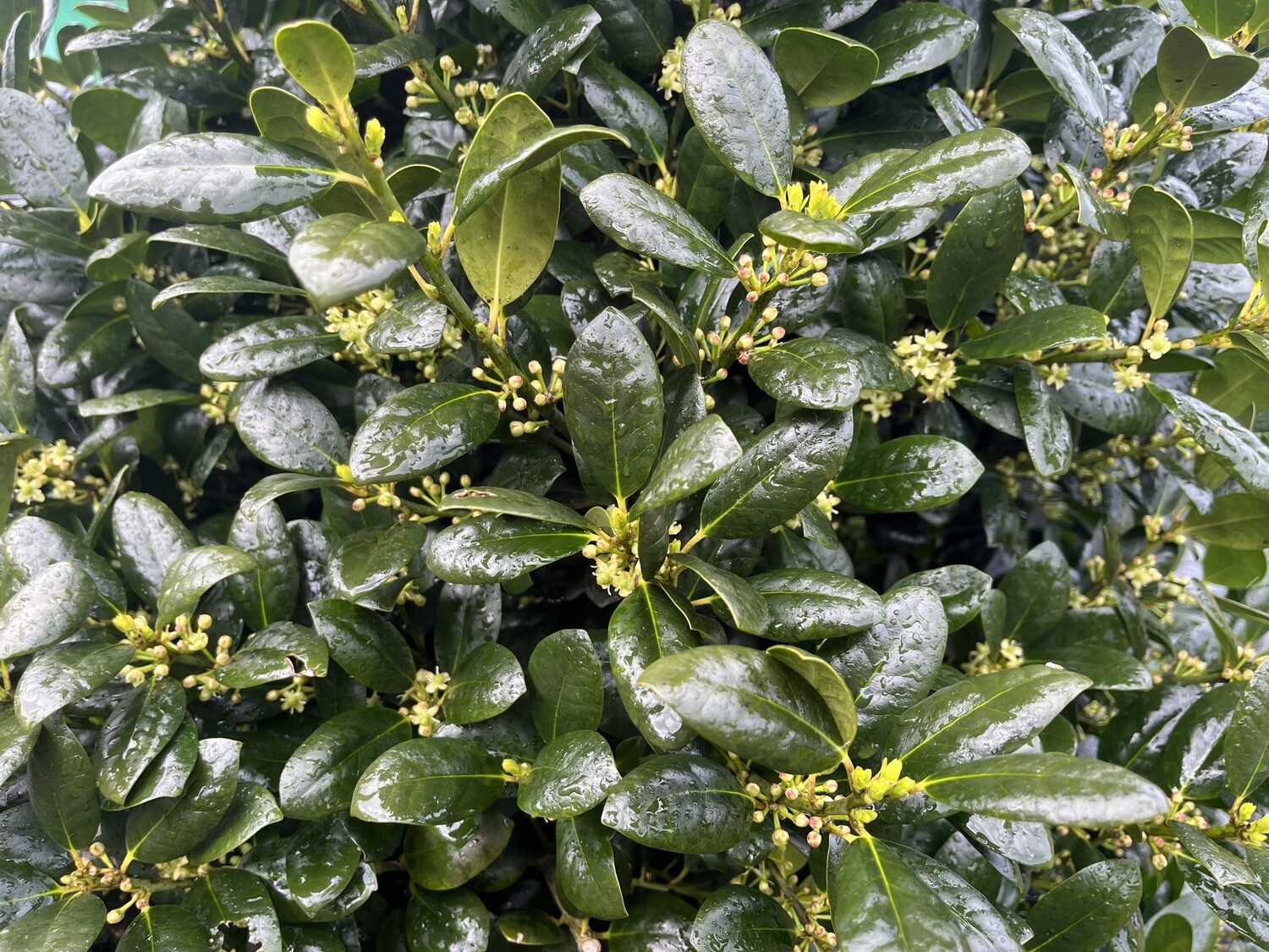 Ilex ‘Largo’ hedge