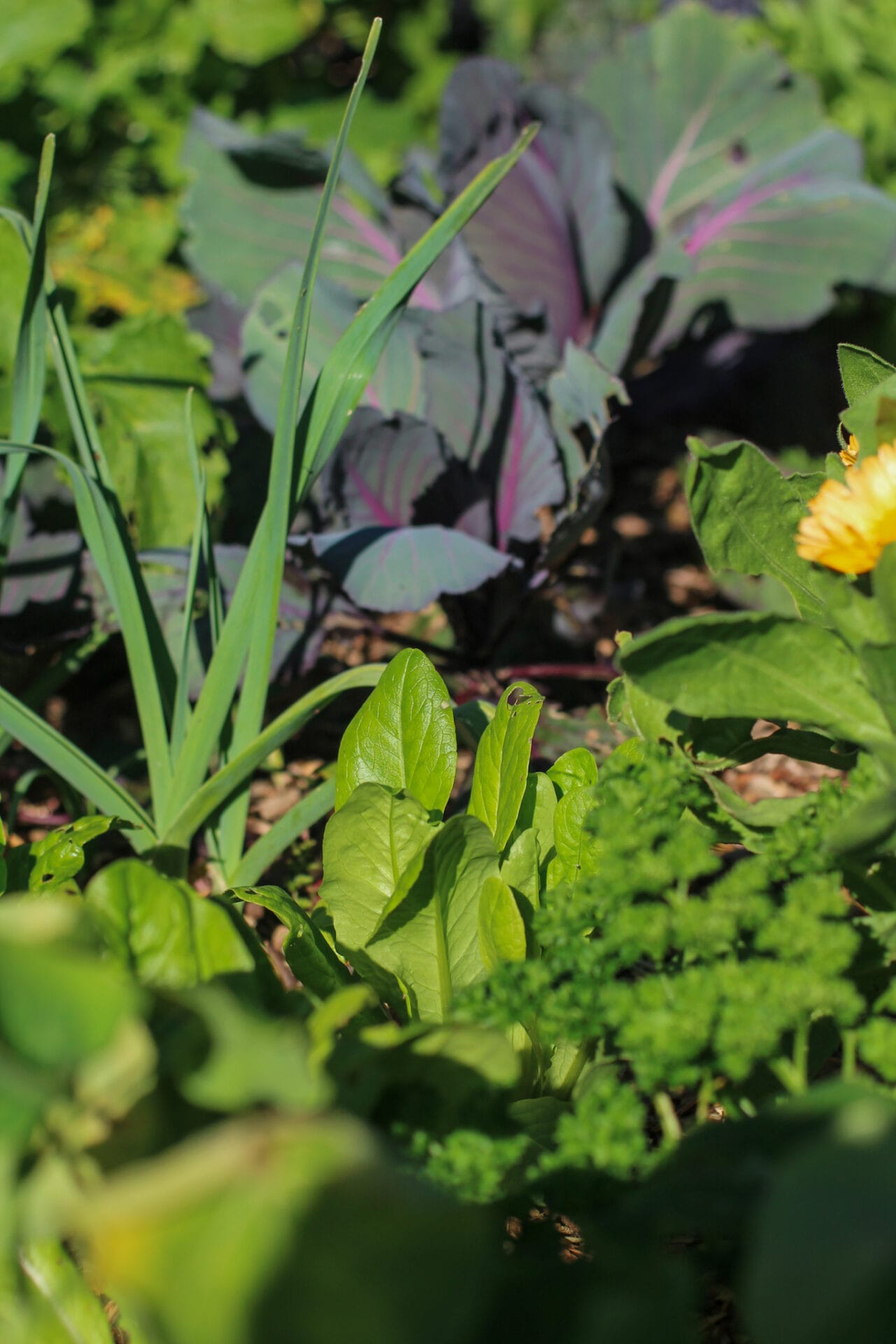 Little Gem Lettuce in Raised Bed