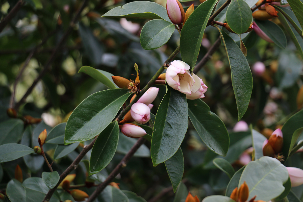 Magnolia Fairy Blush syn. Michelia Fairy Blush (1)