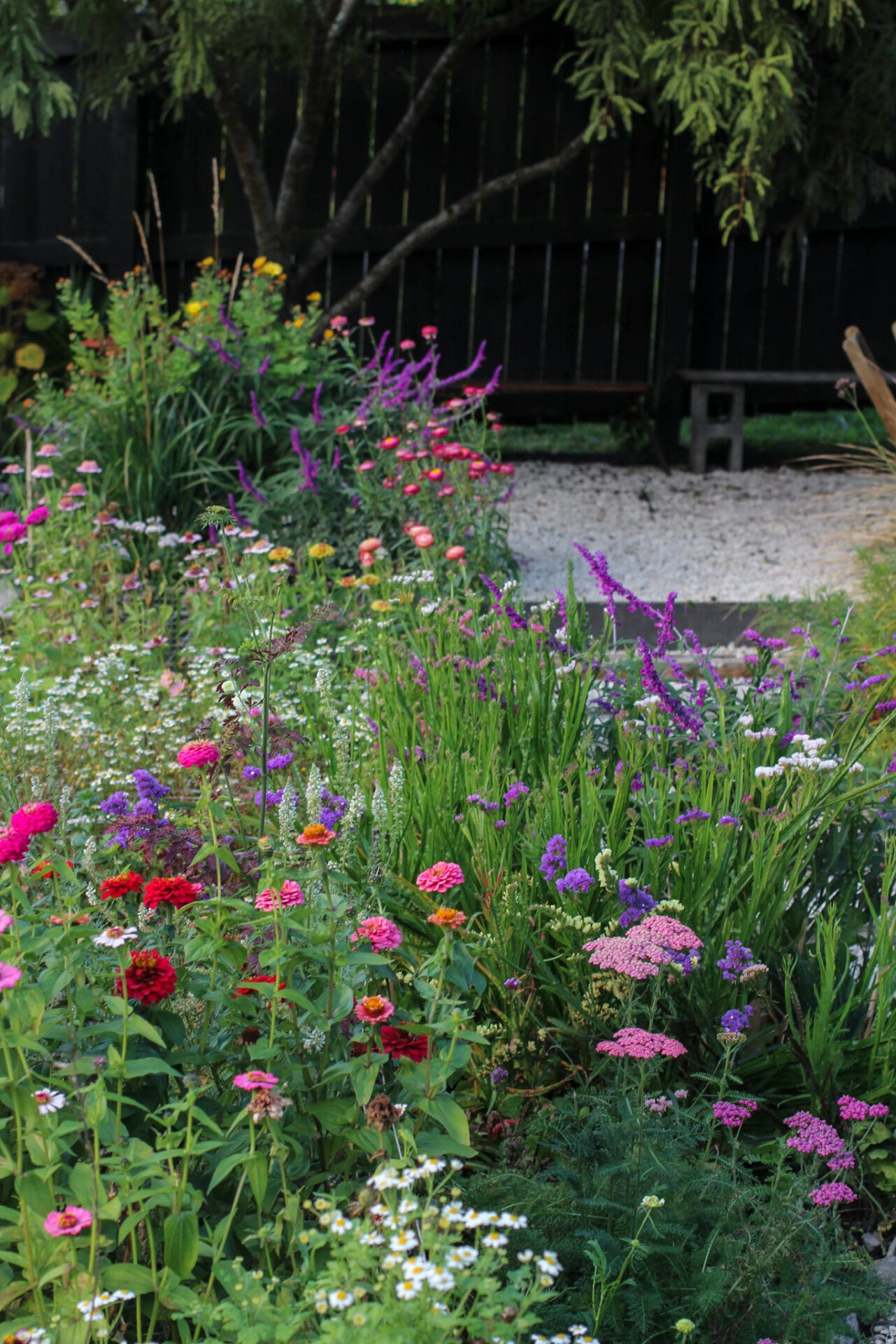 Mexican sage in autumn garden Ultimate Guide to Salvia Plants