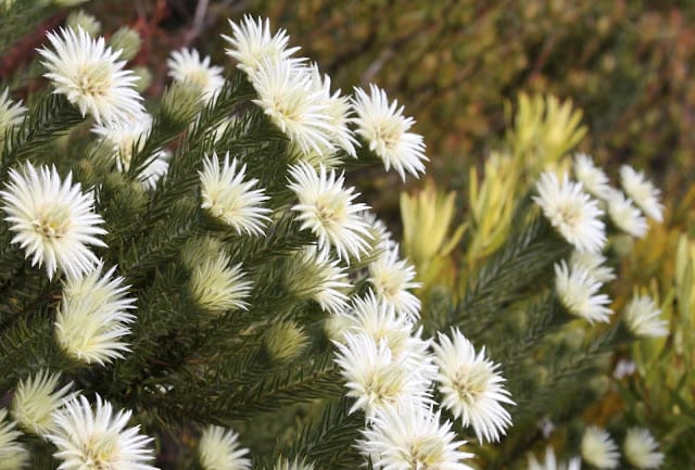 Phylica Plumosa