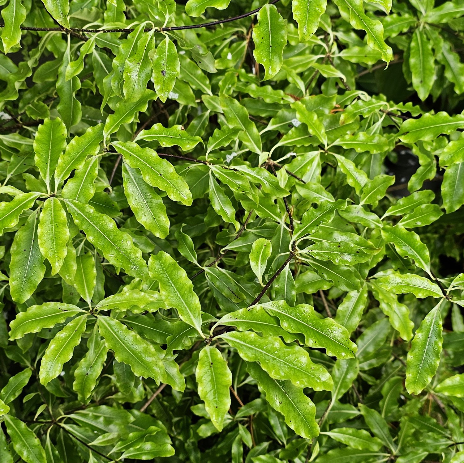Pittosporum Lemonwood
