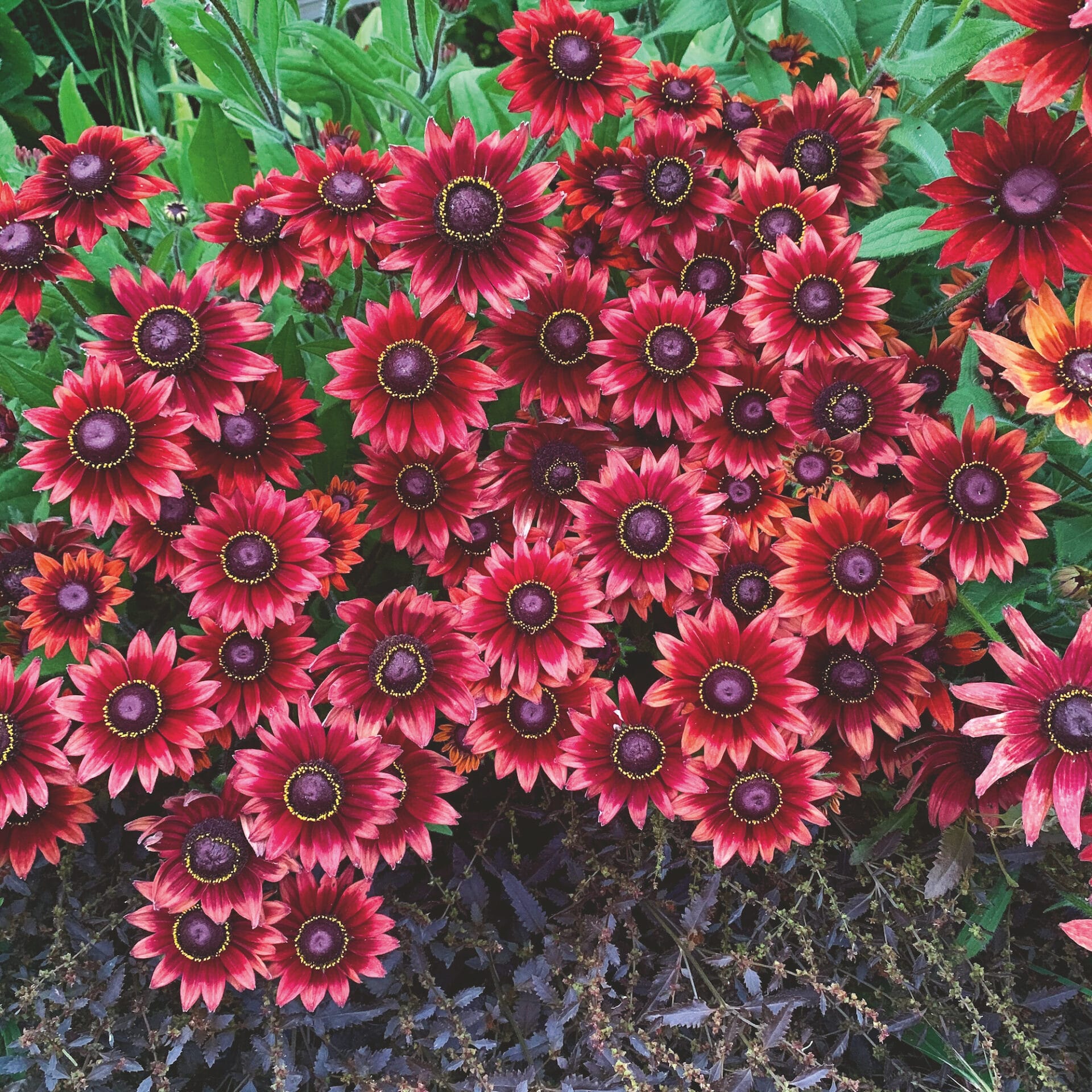 Rudbeckia-Cherry-Brandy