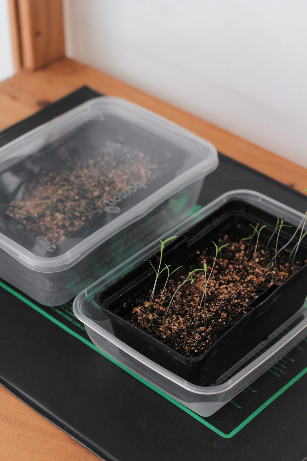Elly Keen | Starting seeds on heat mat Elly Keen | Starting seeds on heat mat
