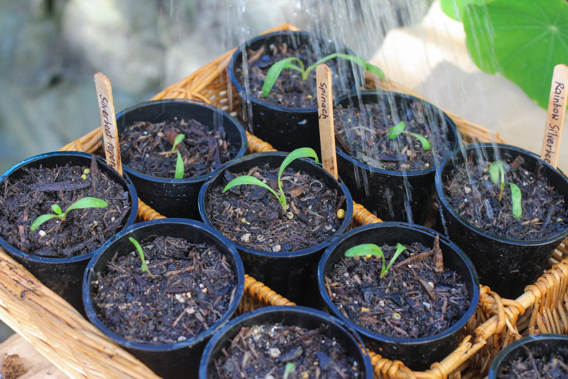 Watering Winter Seedlings