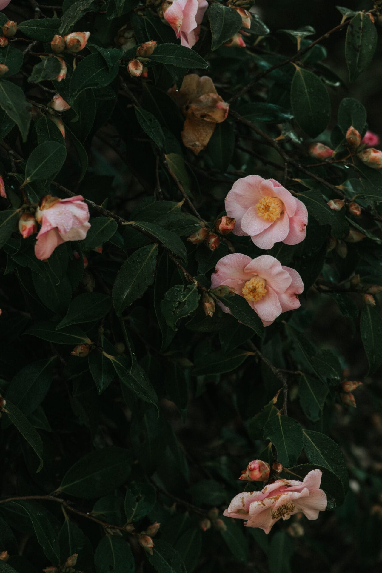 Winter flowers - camellia