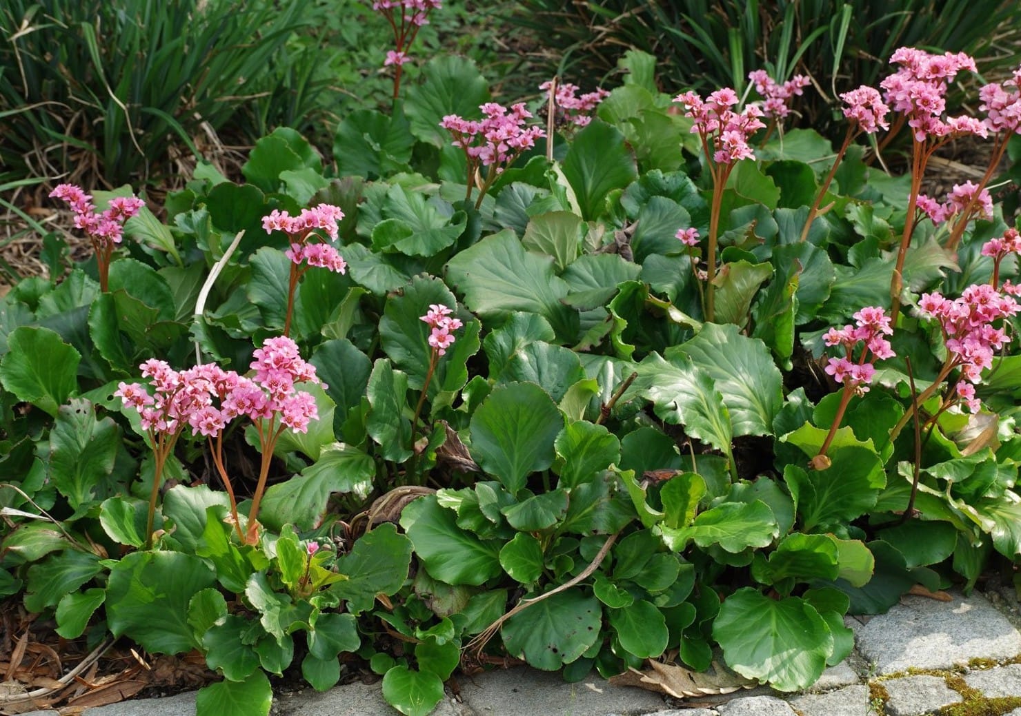 Bergenia Bergenia