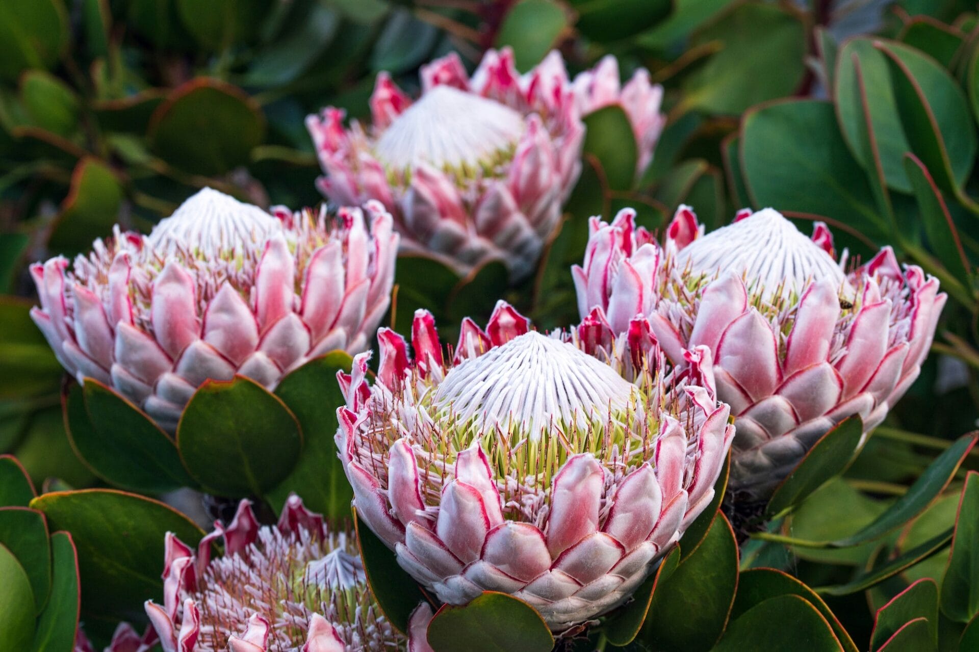 Protea | Winter flowers Protea | Winter flowers