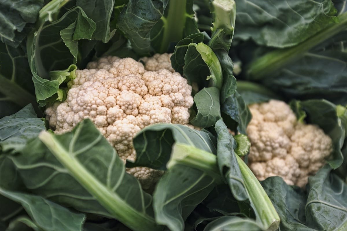 August Harvest Cauliflower Modern Mess