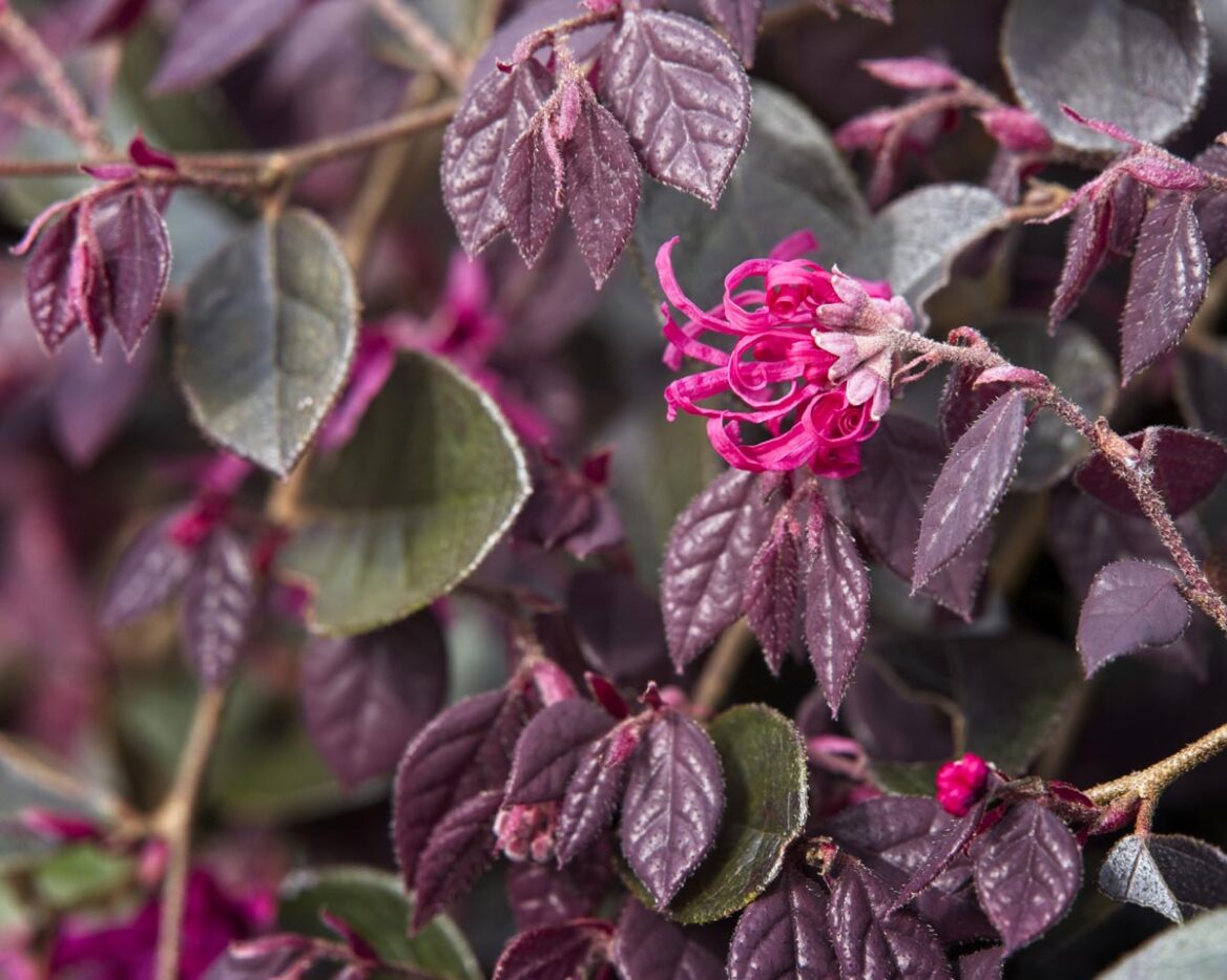 loropetalum-chinense-var-rubrum-fire-dance-2-1168x934