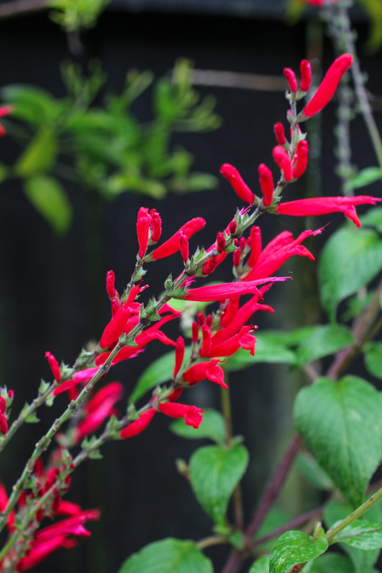 pineapple sage Ultimate Guide to Salvia Plants
