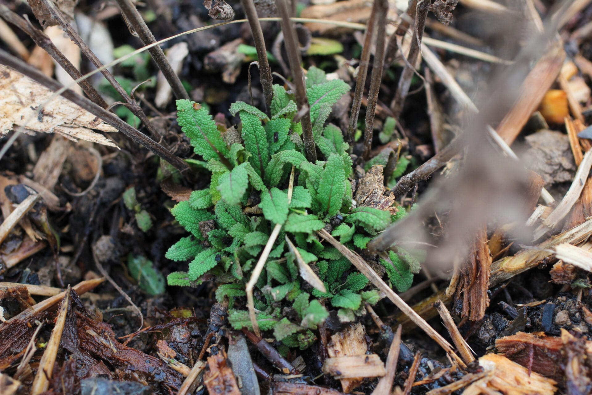 pruning salvia Ultimate Guide to Salvia Plants