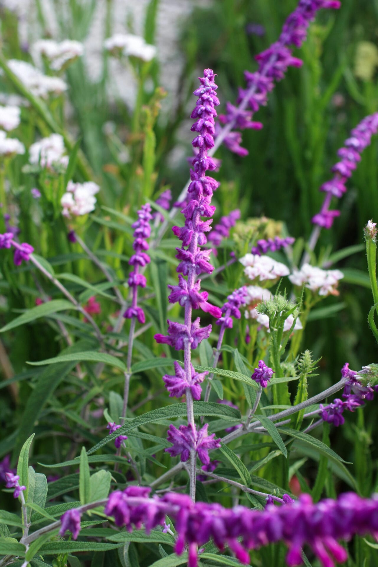 Ultimate Guide to Salvia Plants