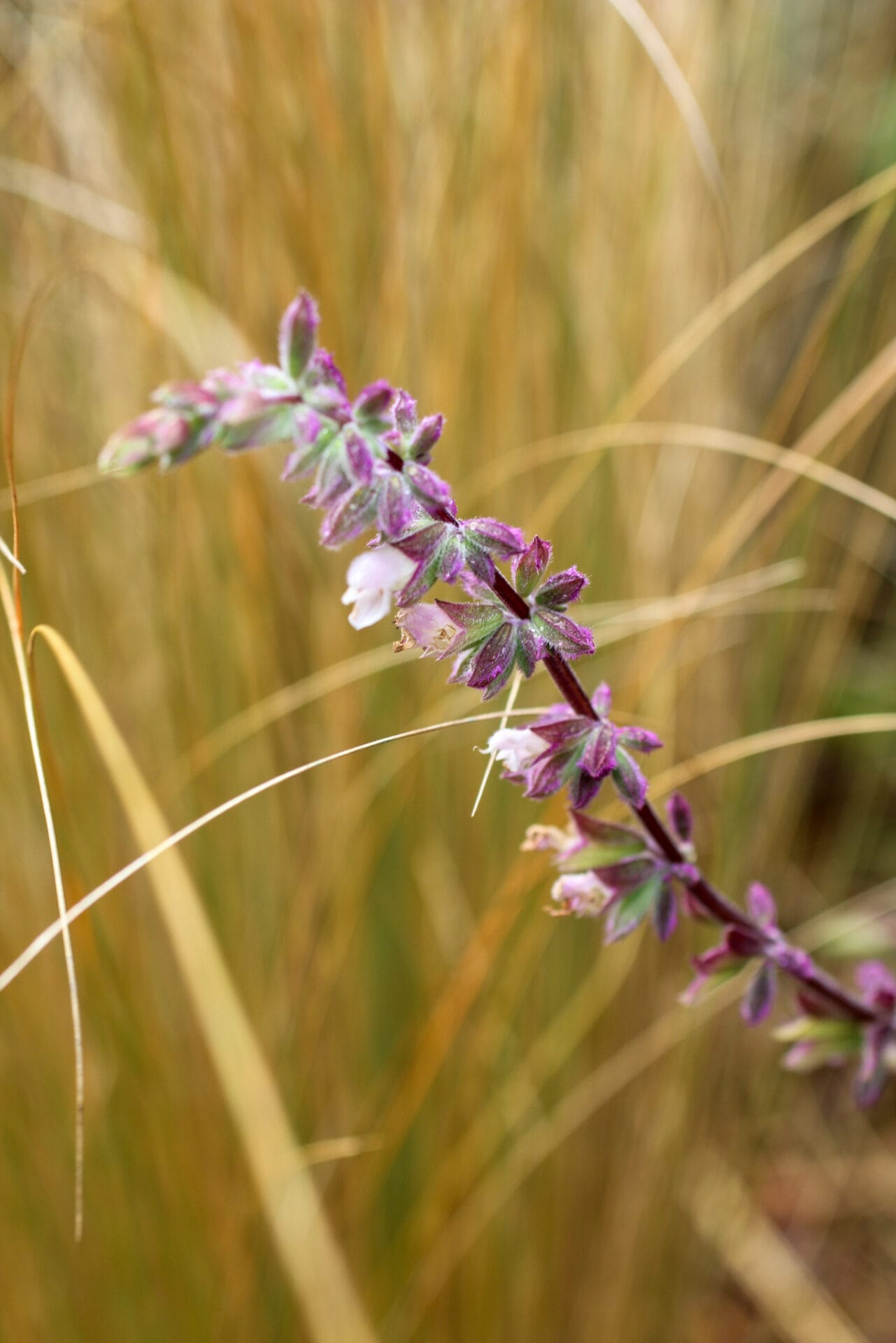 salvia Waverly in summer garden Ultimate Guide to Salvia Plants