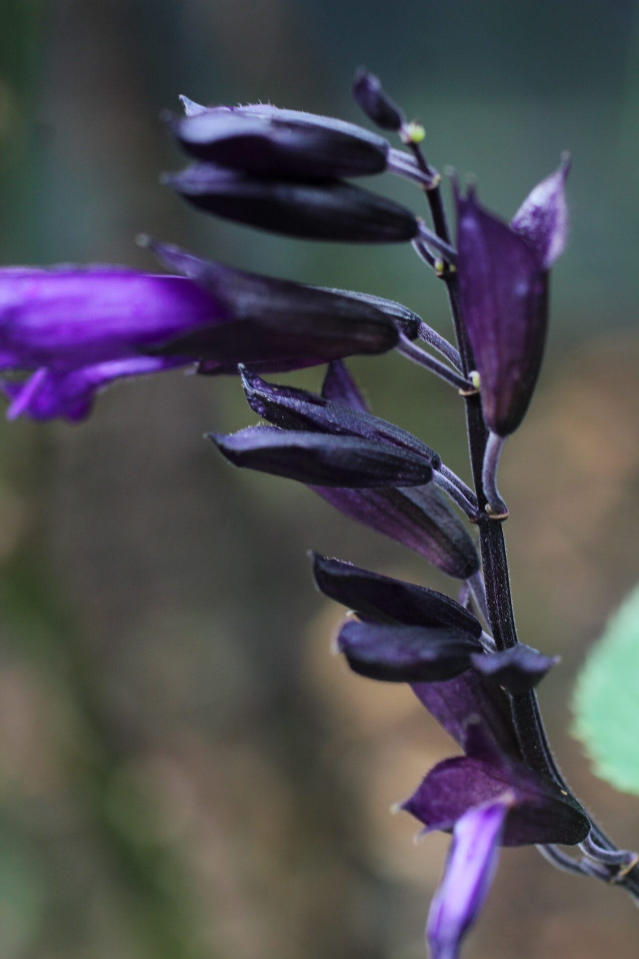 salvia amistad Ultimate Guide to Salvia Plants