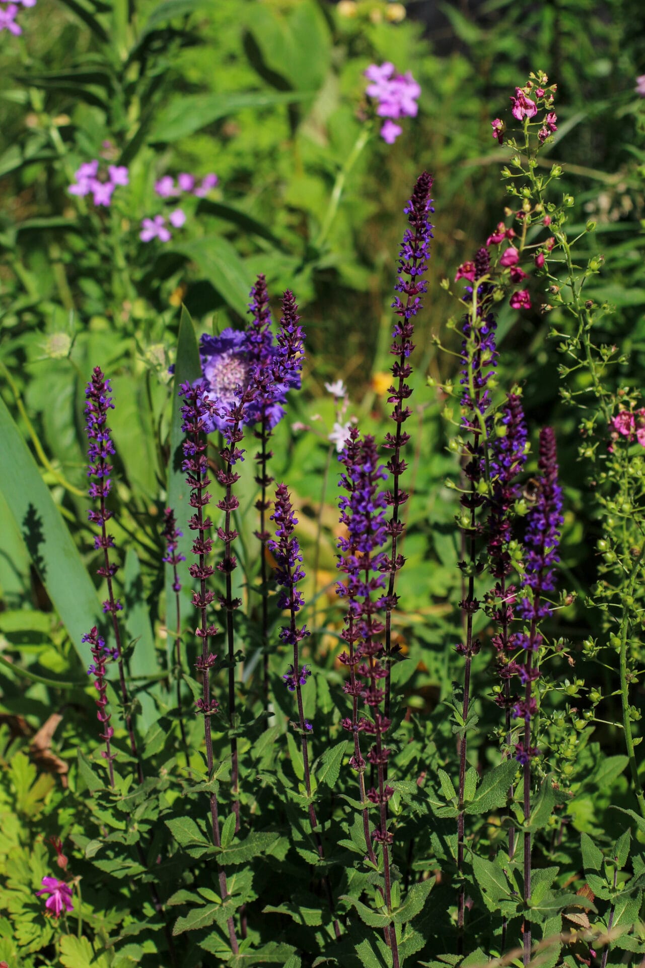 salvia nemorosa with scabiosa fama blue, hesperis sweet rocket and Verbascum phoenicum Ultimate Guide to Salvia Plants