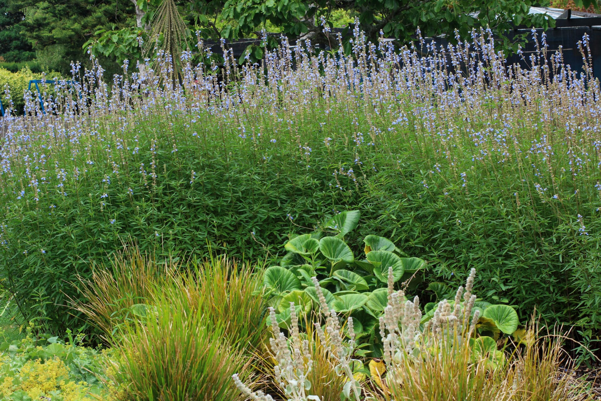 salvia uliginosa in summer garden Ultimate Guide to Salvia Plants