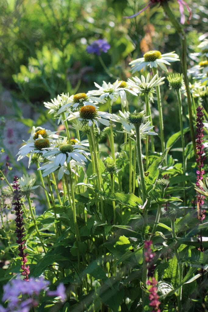 Ultimate Guide to Salvia Plants