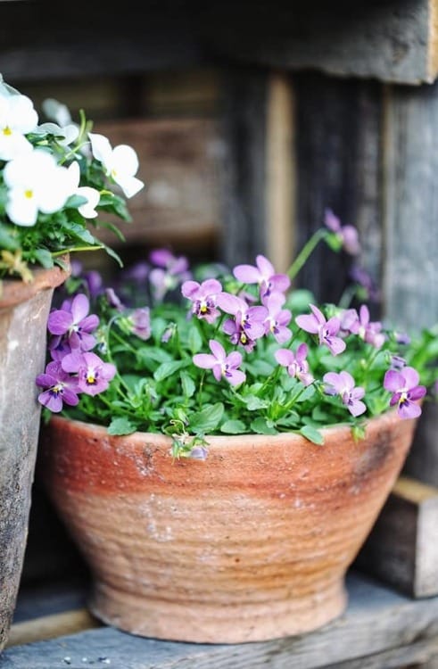 Potted colour winter gardening Potted colour winter gardening