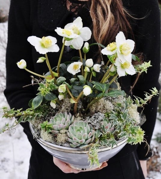 Potted colour winter gardening Potted colour winter gardening