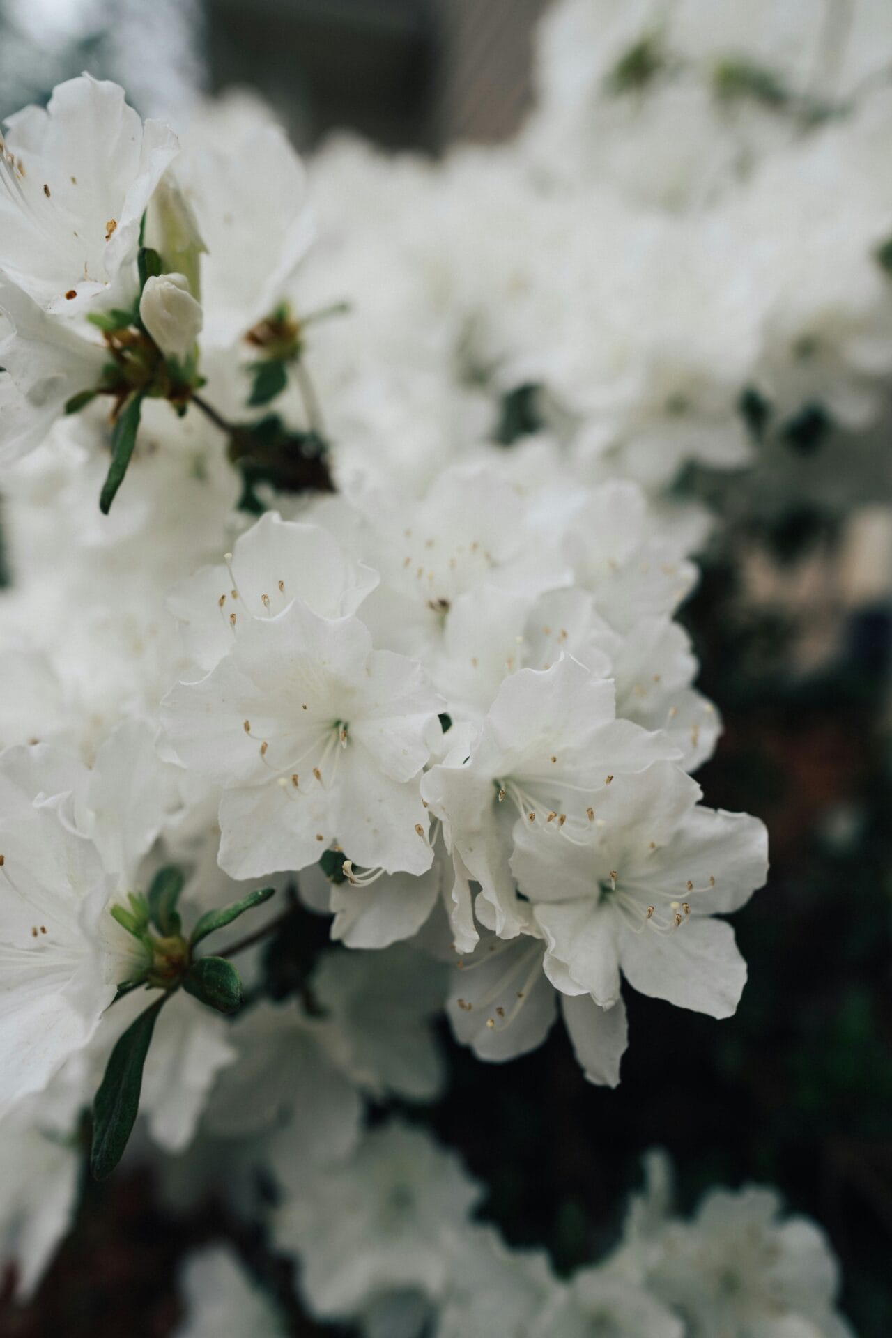 Azalea | Winter flowers Azalea | Winter flowers