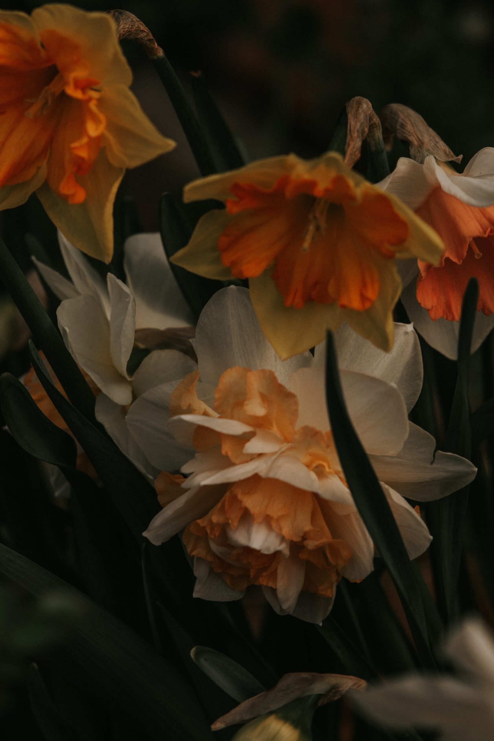 Daffodils in spring