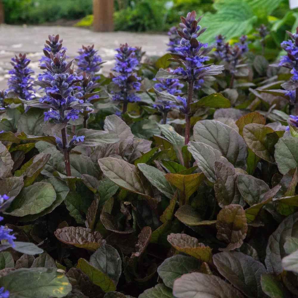 Ajuga Ajuga