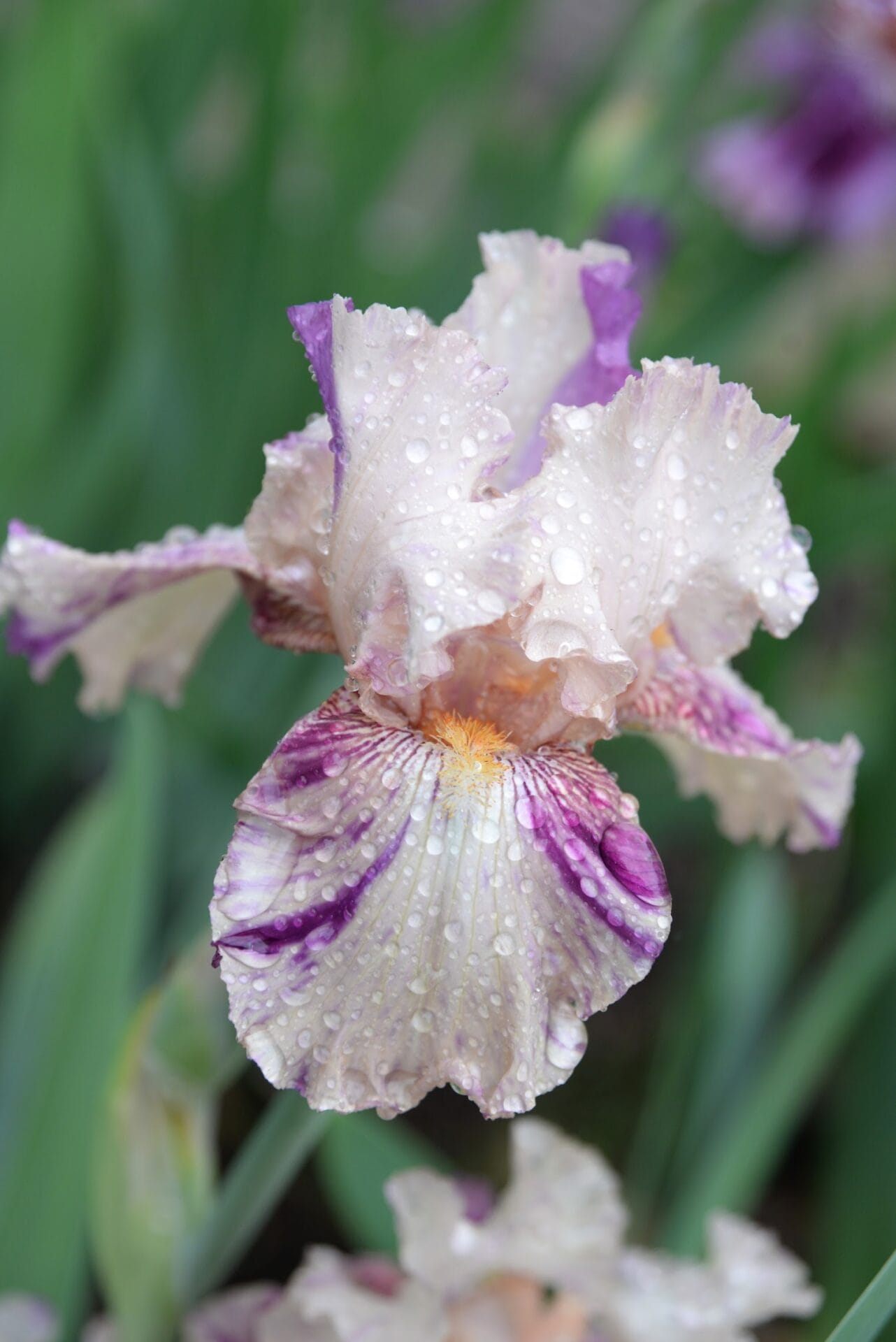 Bearded Iris Bearded Iris