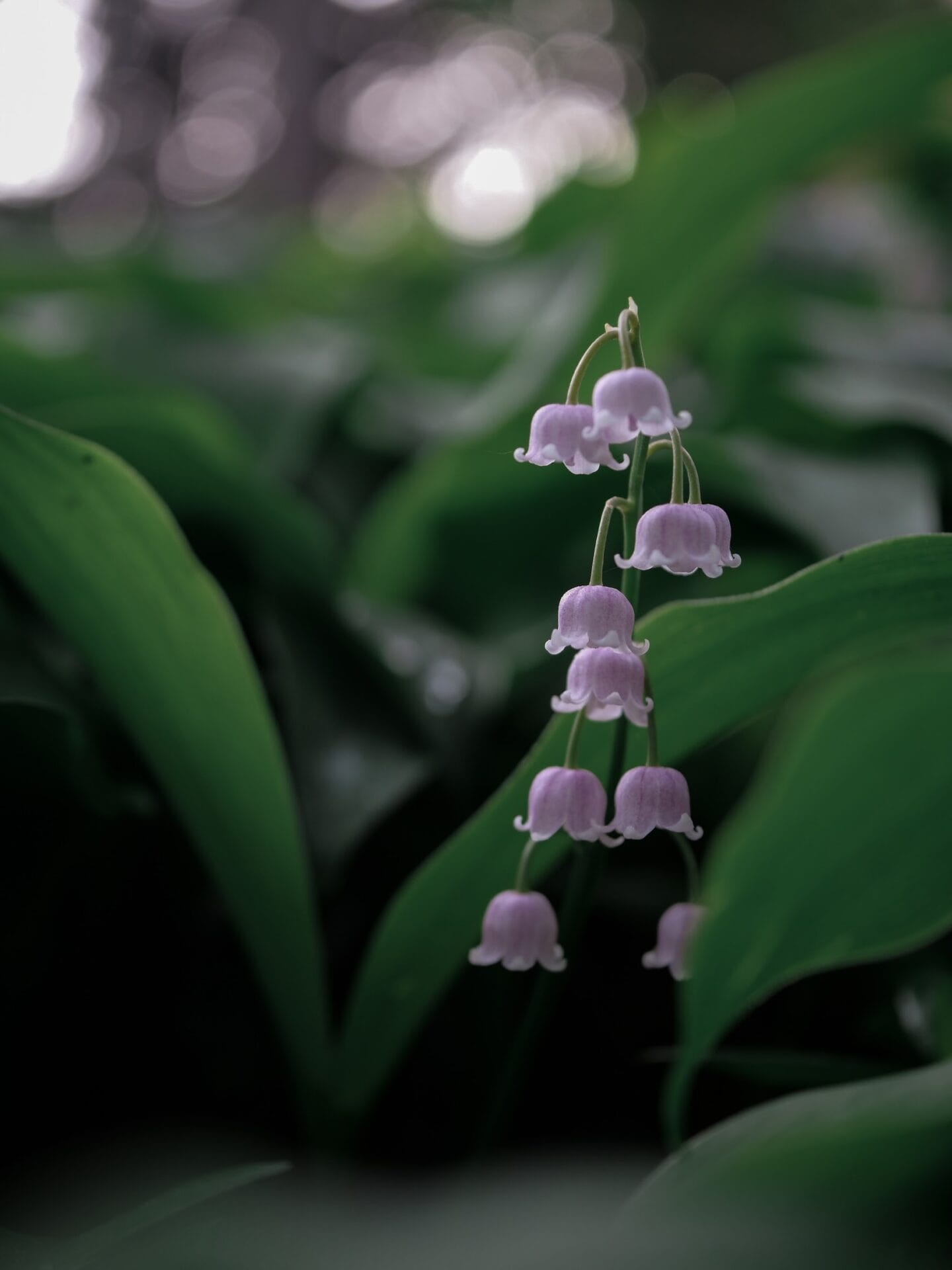 Convallaria majalis Convallaria majalis