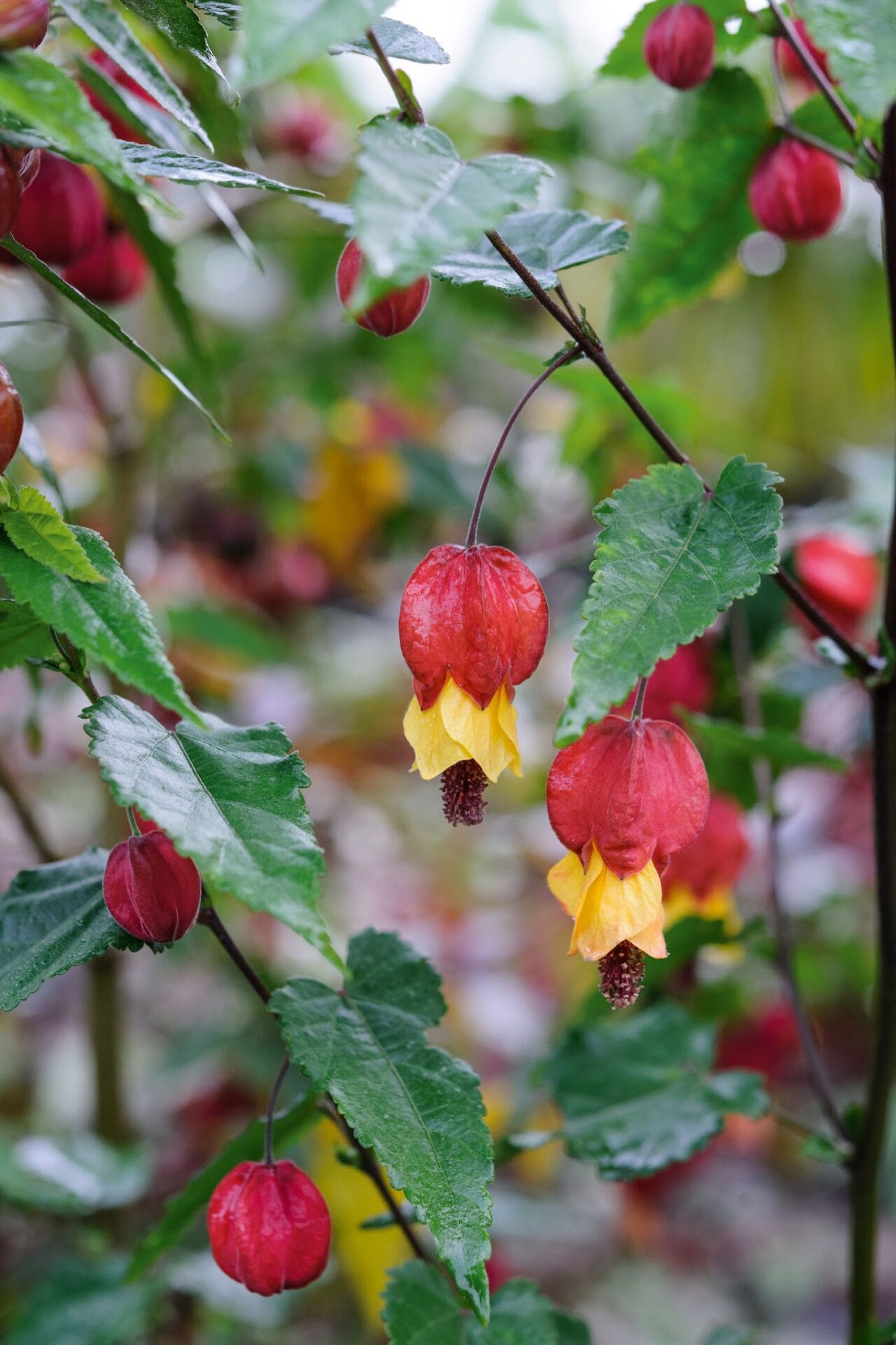 Abutilon 'Wakehurst' Abutilon