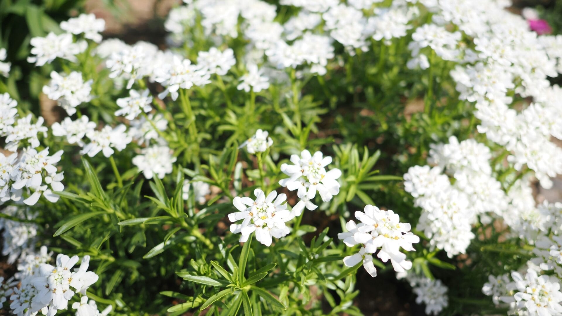 Iberis sempervirens