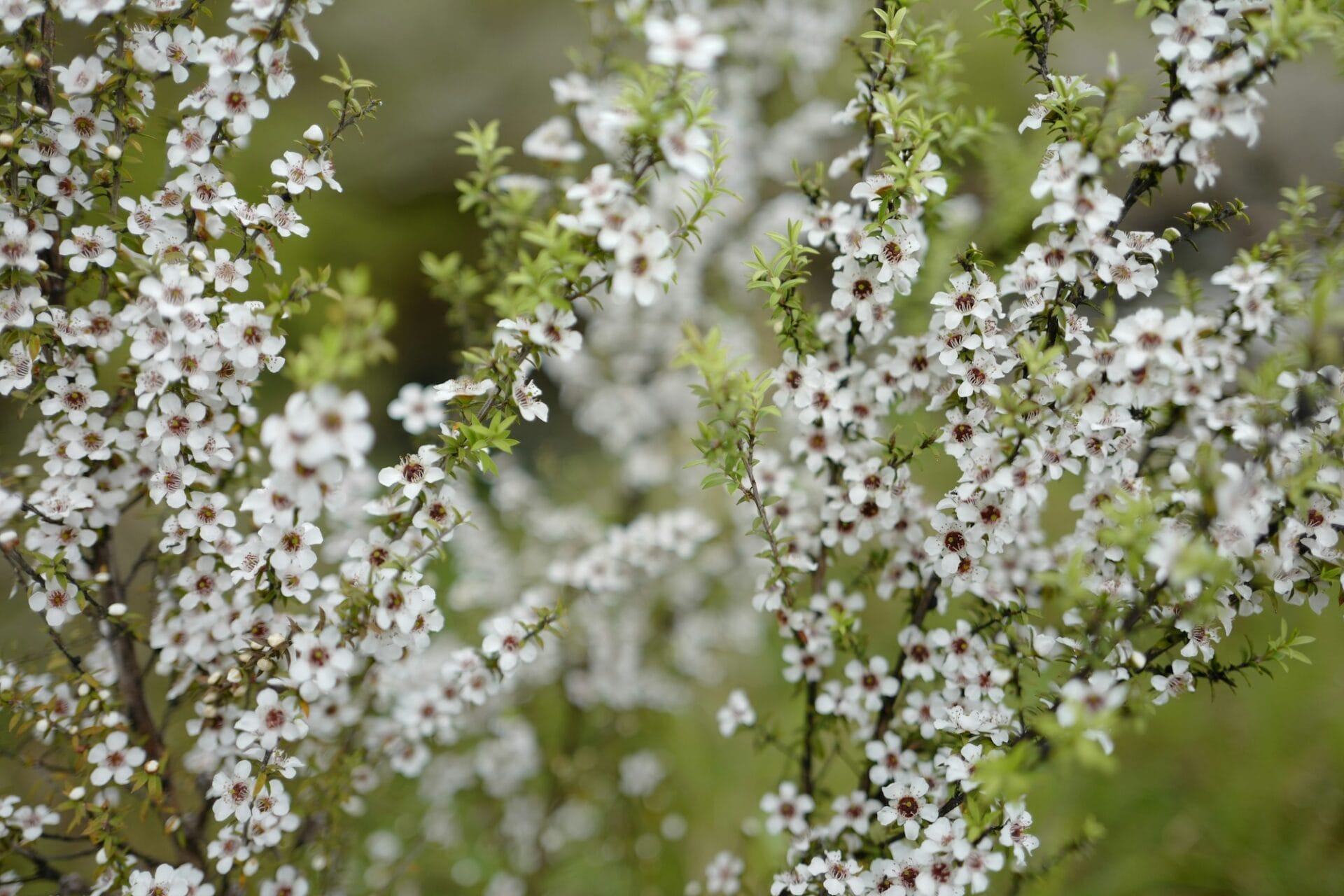 Manuka flowers Manuka flowers