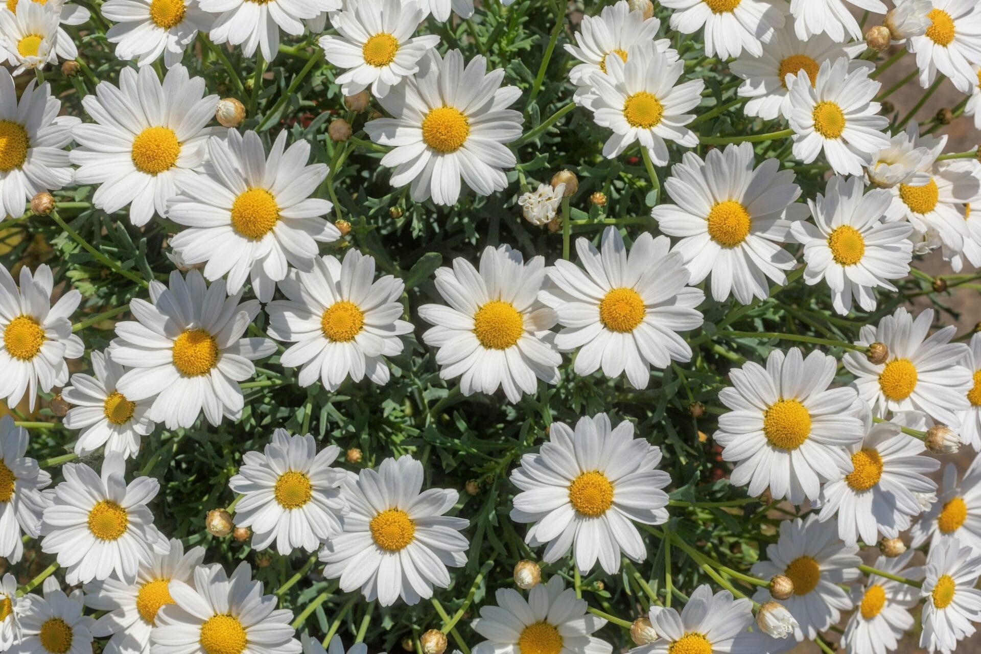 Marguerite daisy