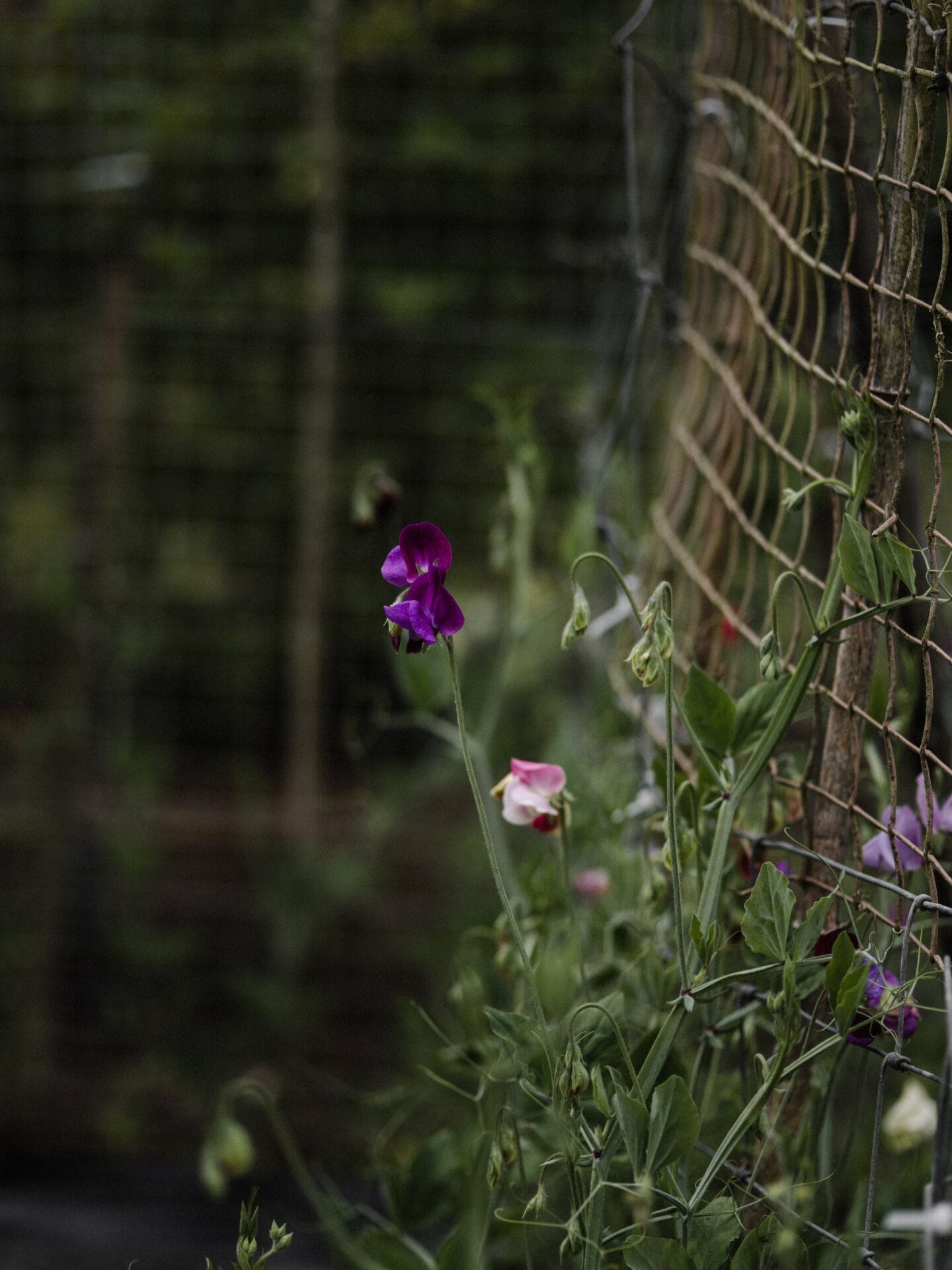 Spring Gardening Guide