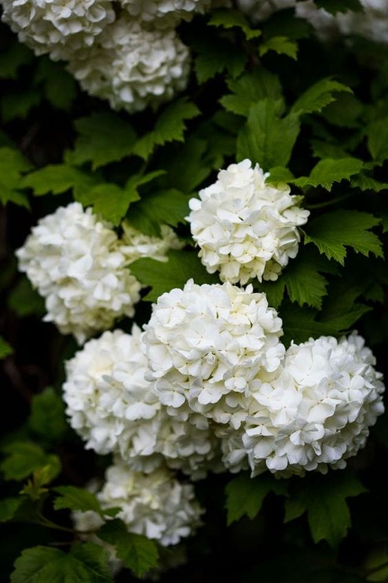 Viburnum opulus, the snowball tree