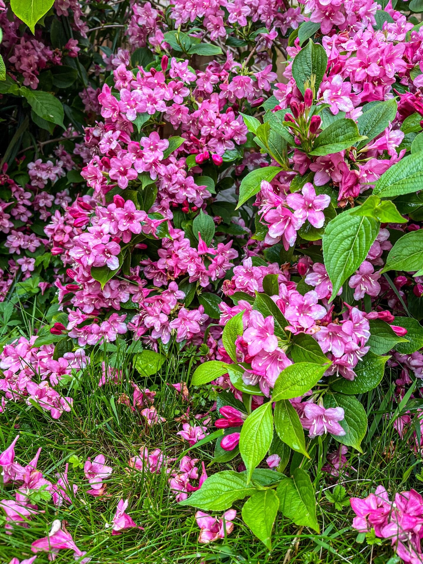 Weigela
