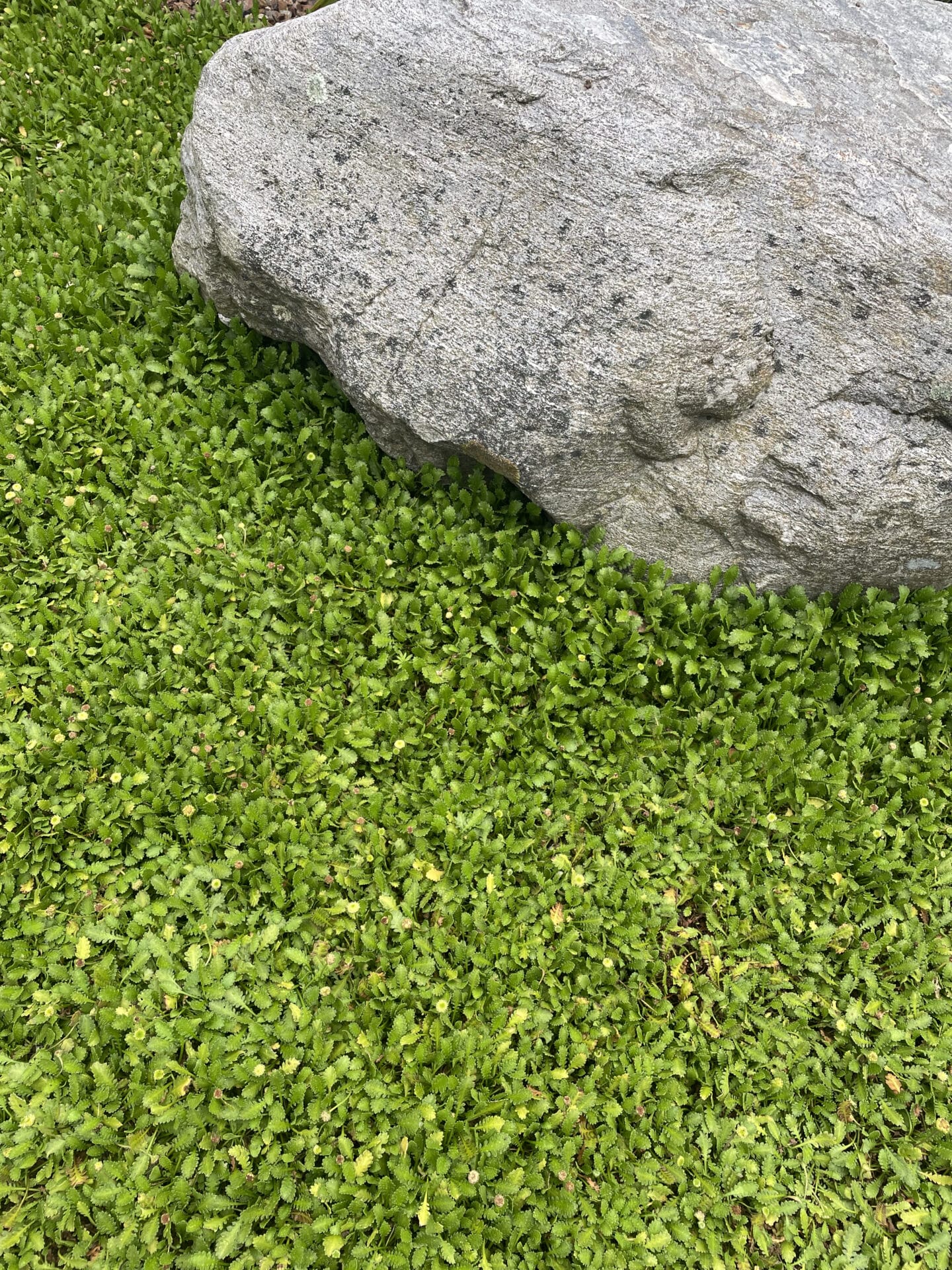 Botanic Landscape Architects