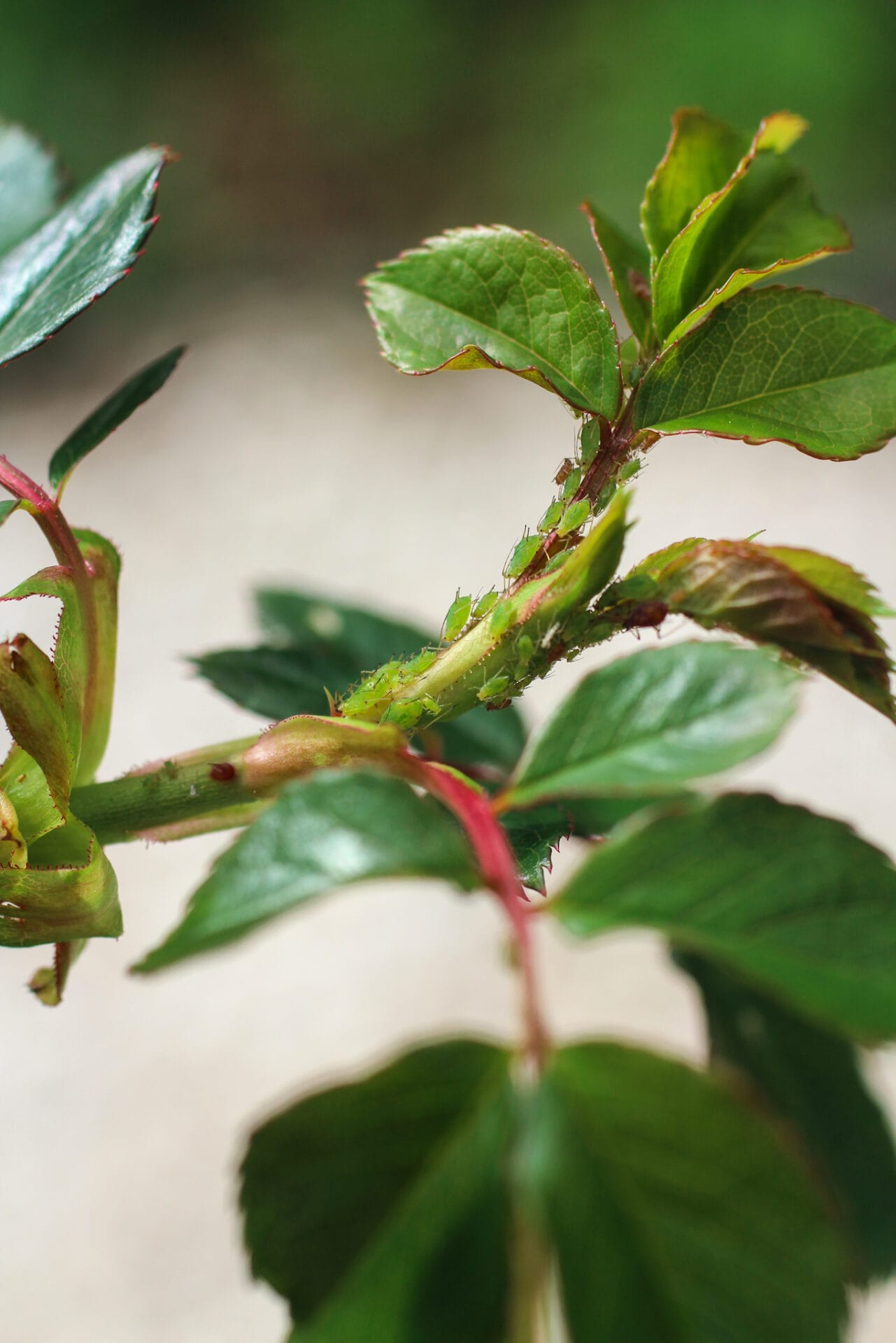 Aphid on fresh growth of rose in spring