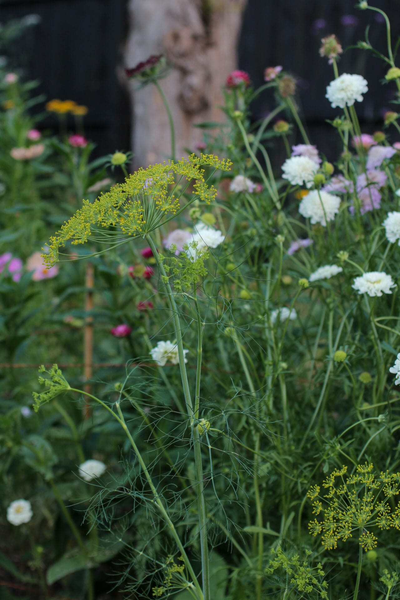 Companion plant dill will attract lacewings that eat aphid