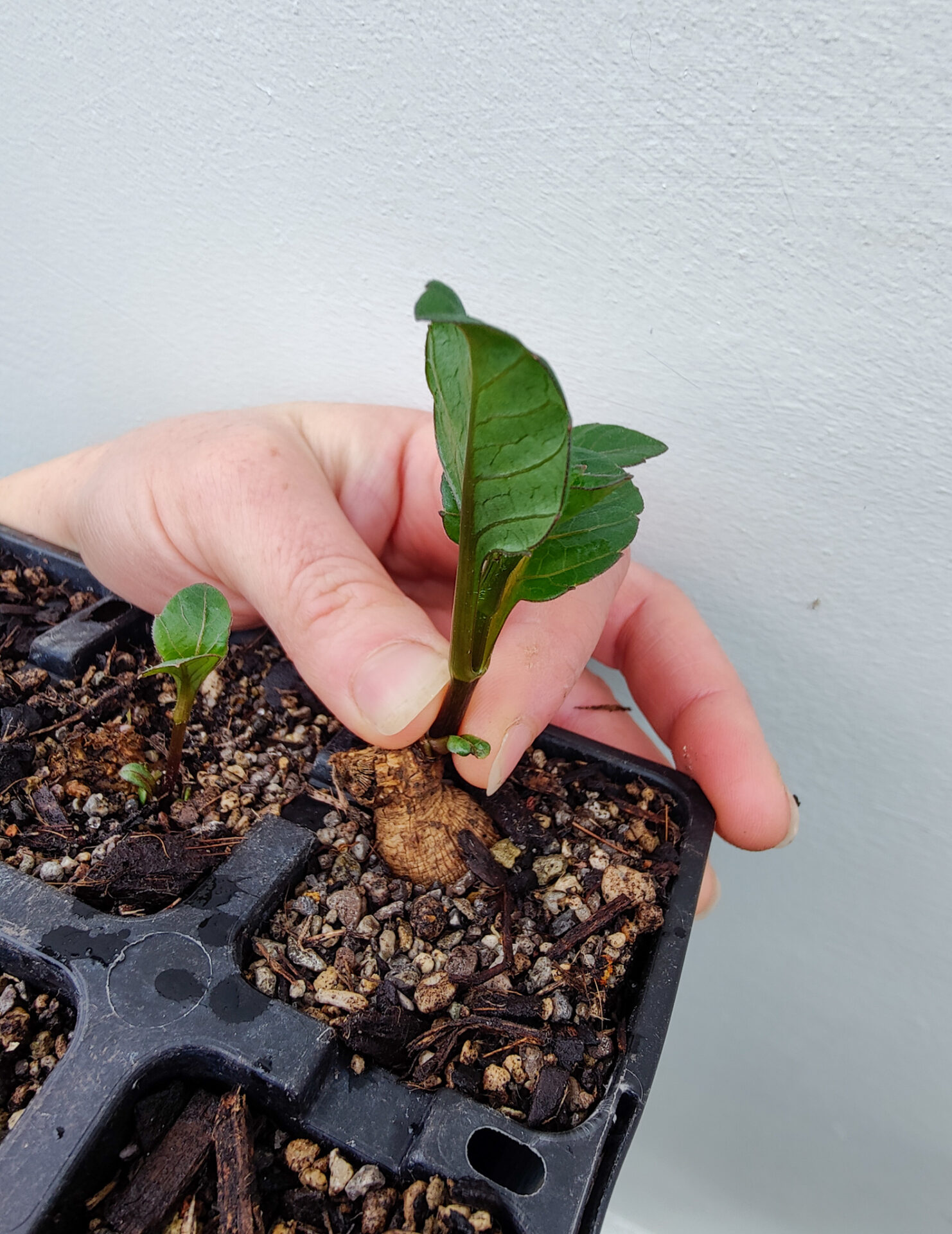 Dahlia Propagation