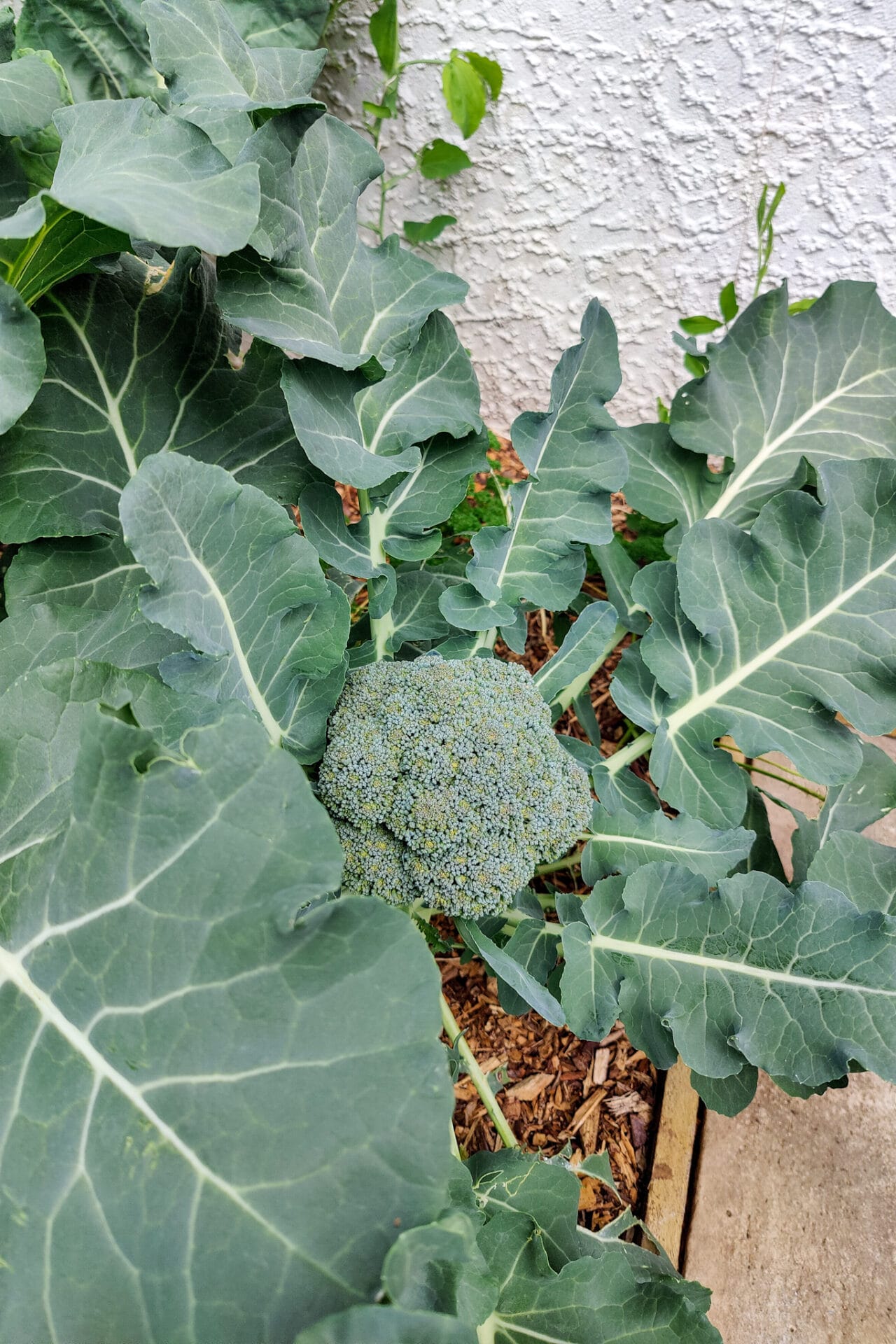 Copy of Broccoli in vegetable garden_