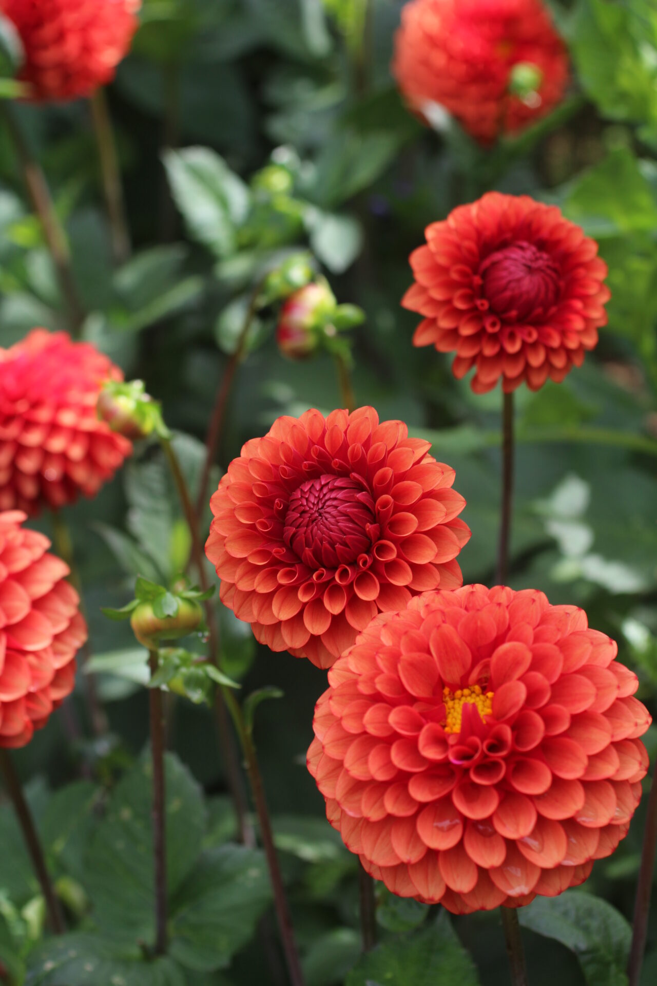 Brown Sugar Dahlia