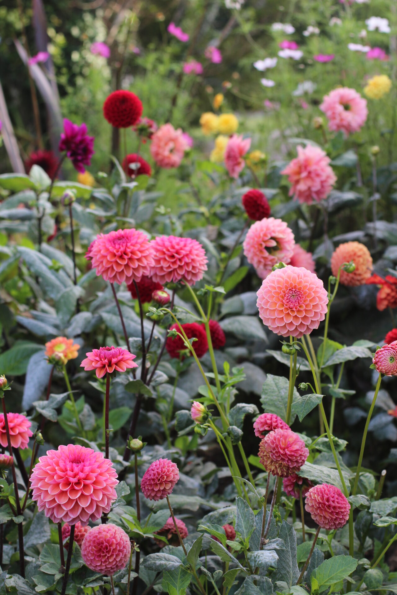 Dahlia Garden with Linda's Baby