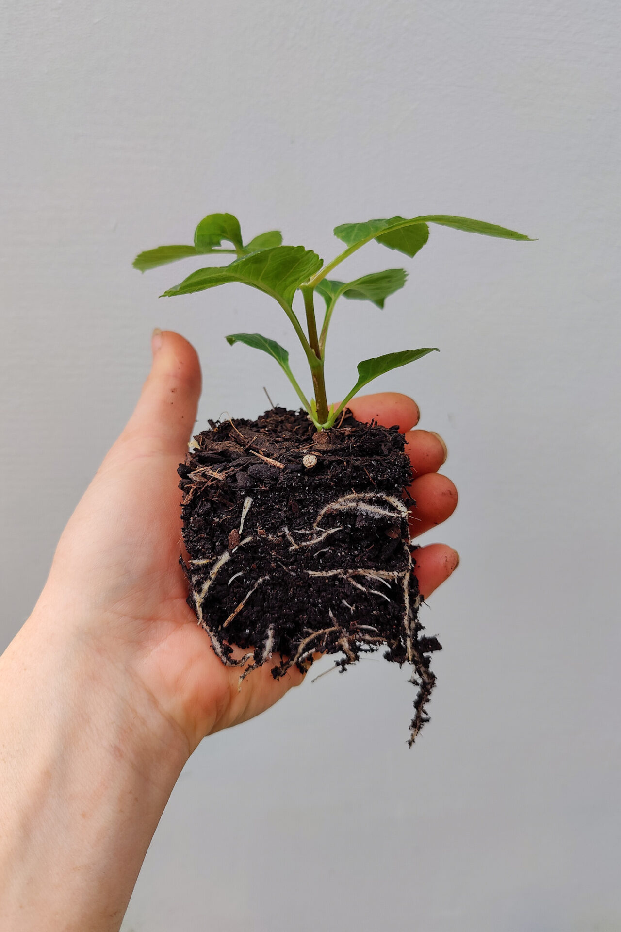 Dahlia Propagation