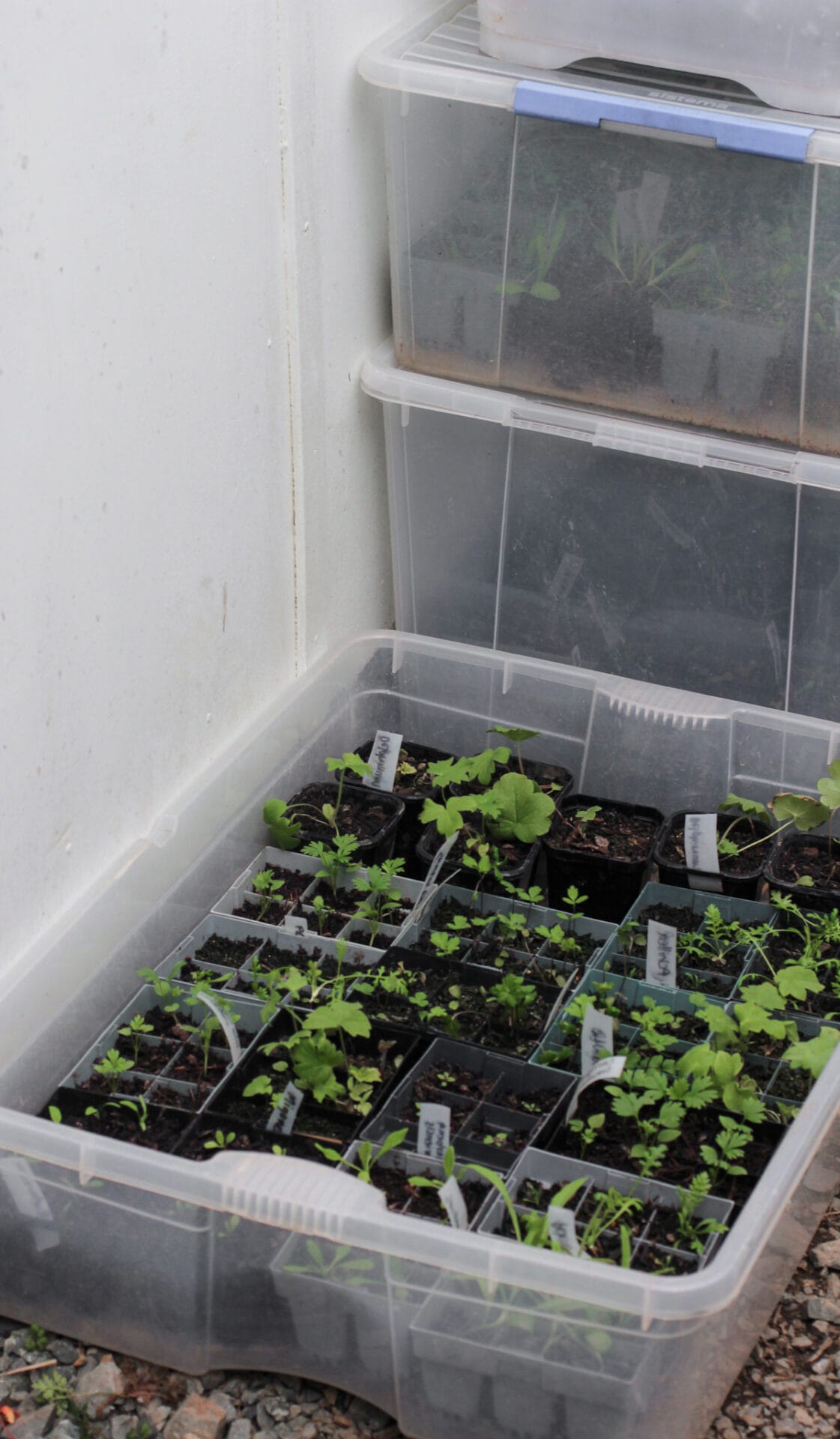 SGS Summer annual flowers/Succession sowing/The Hungry Gap