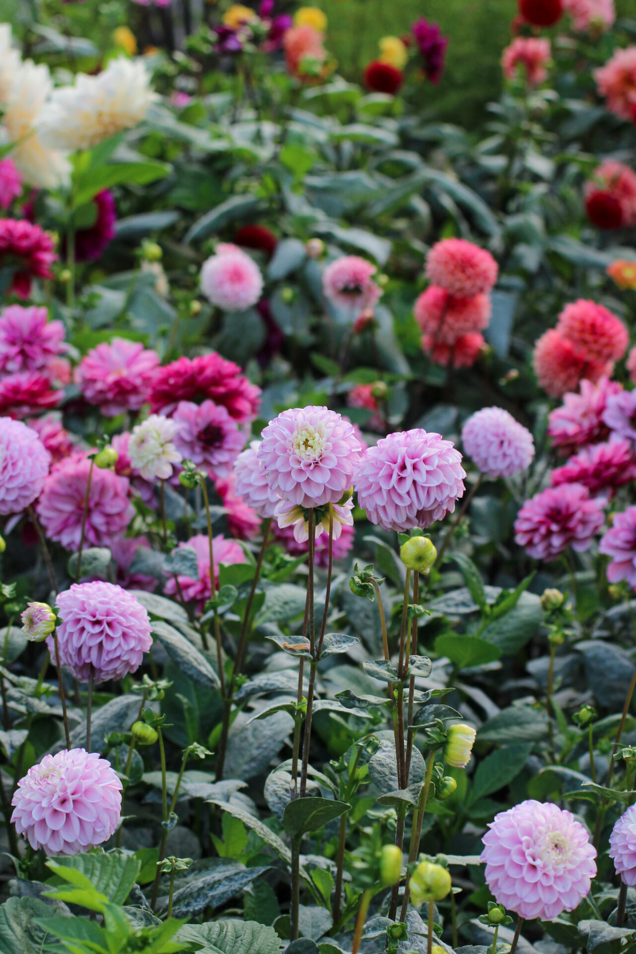 Genova dahlia in garden Genova dahlia in garden
