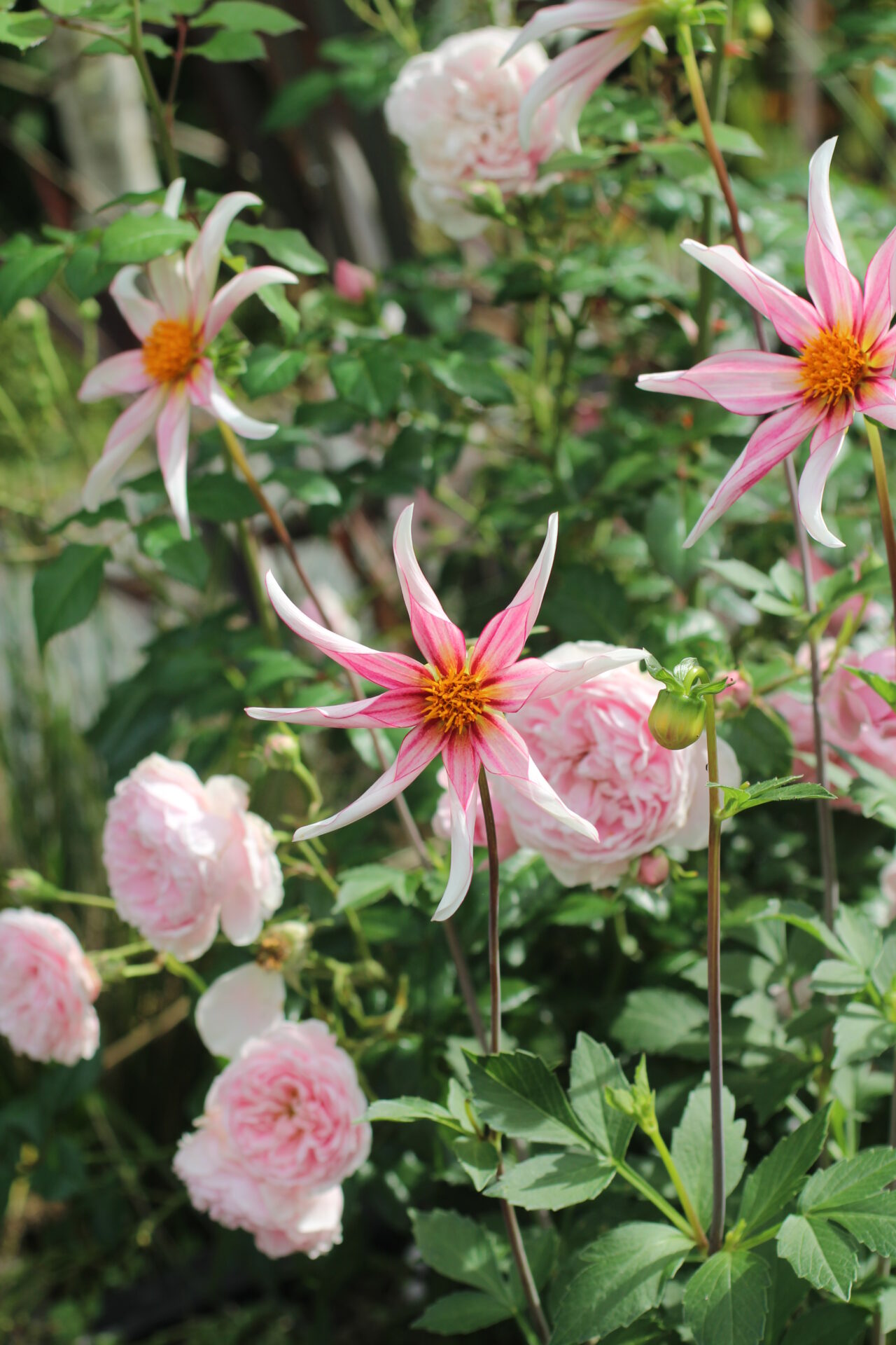 Dahlia Propagation