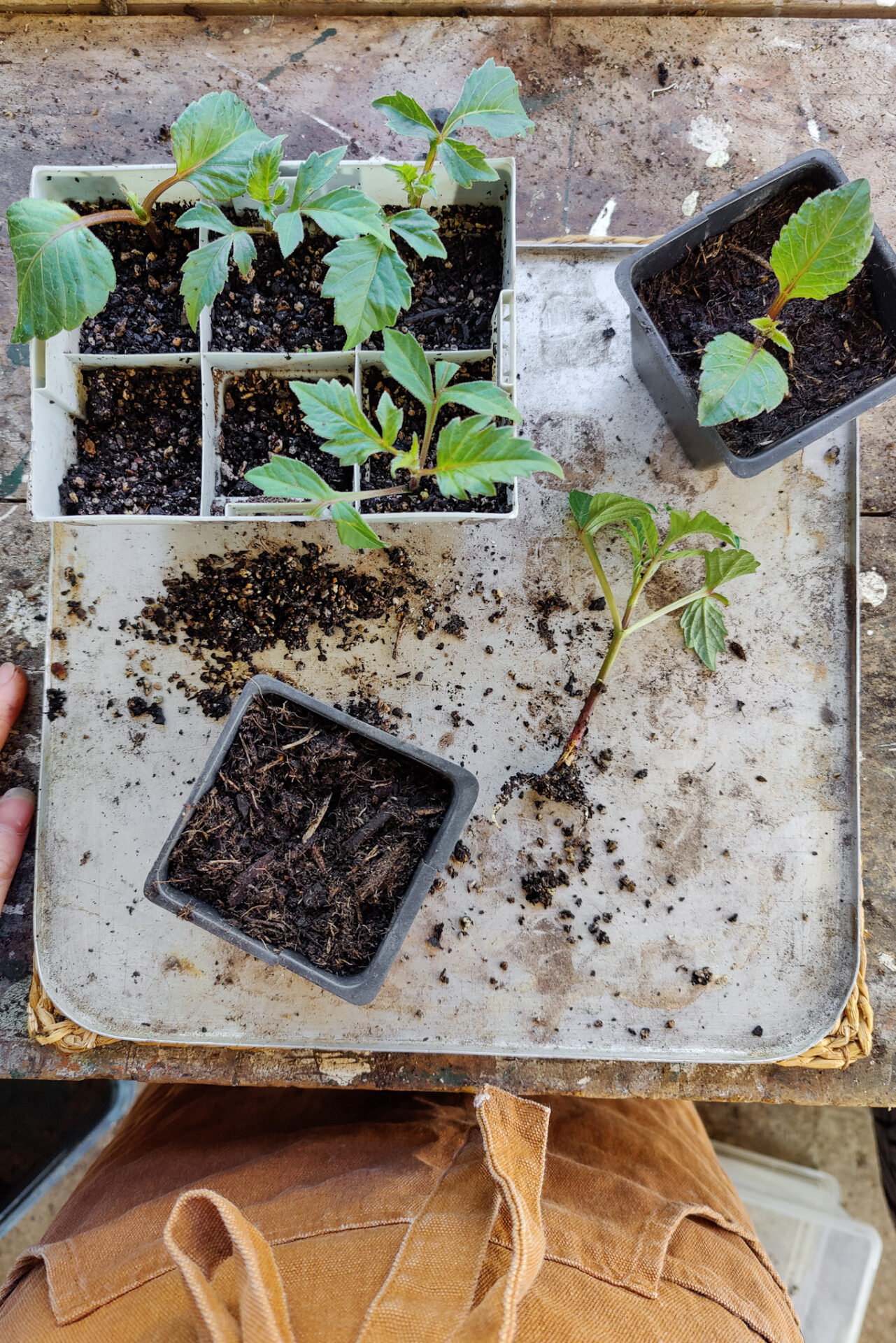 Dahlia Propagation