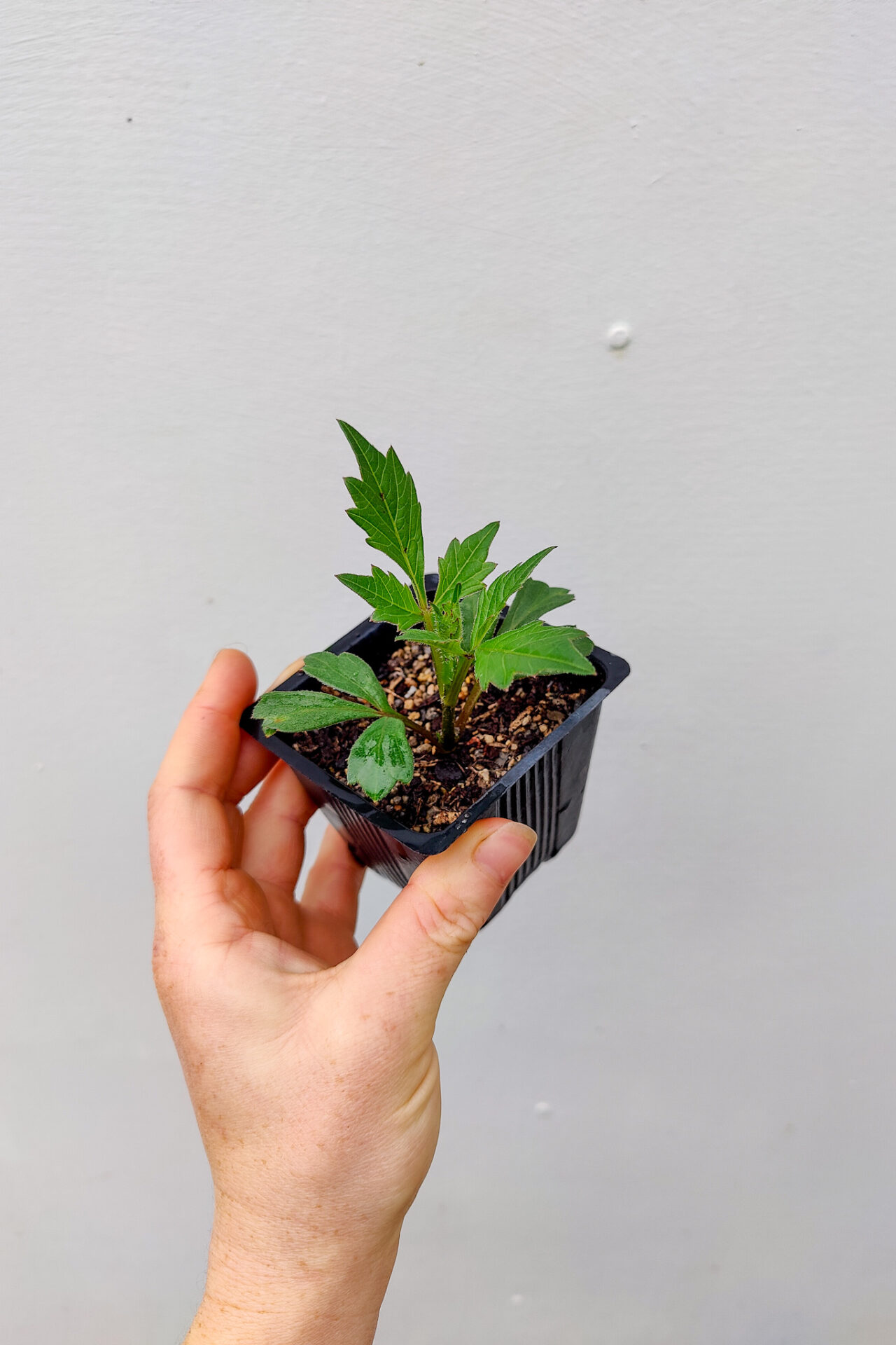 Dahlia Propagation