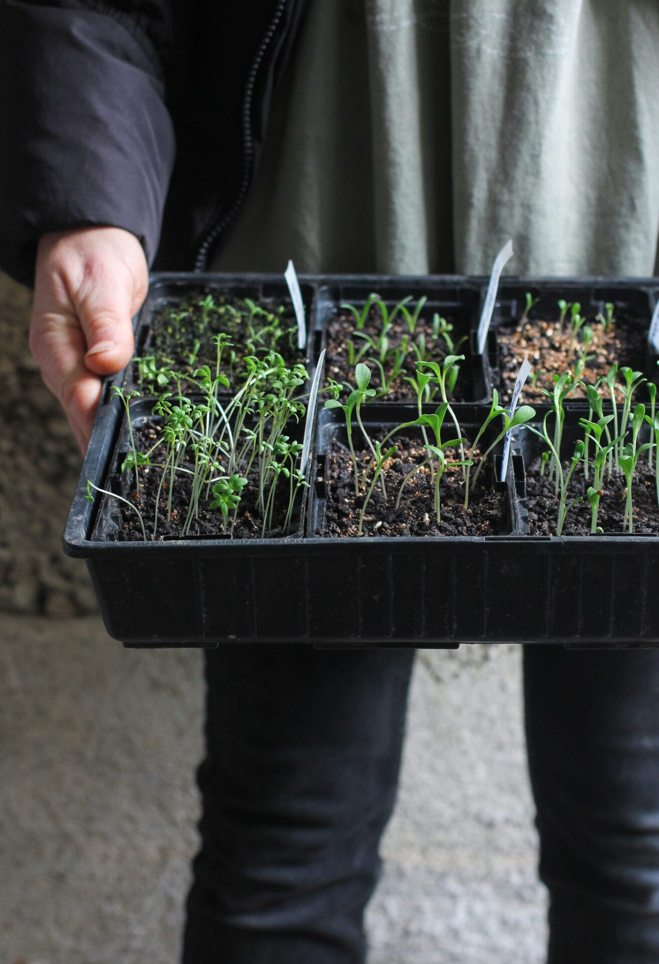 SGS Summer annual flowers/Succession sowing/The Hungry Gap